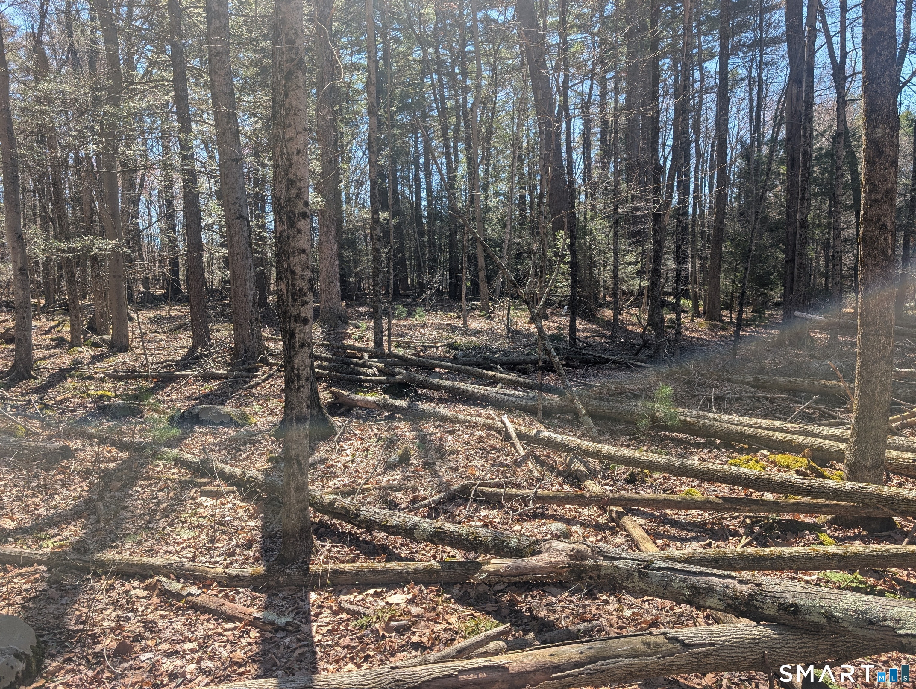 0 Torringford Street Torrington, CT 06791 - Photo 9 of 29 a view of a yard with large trees