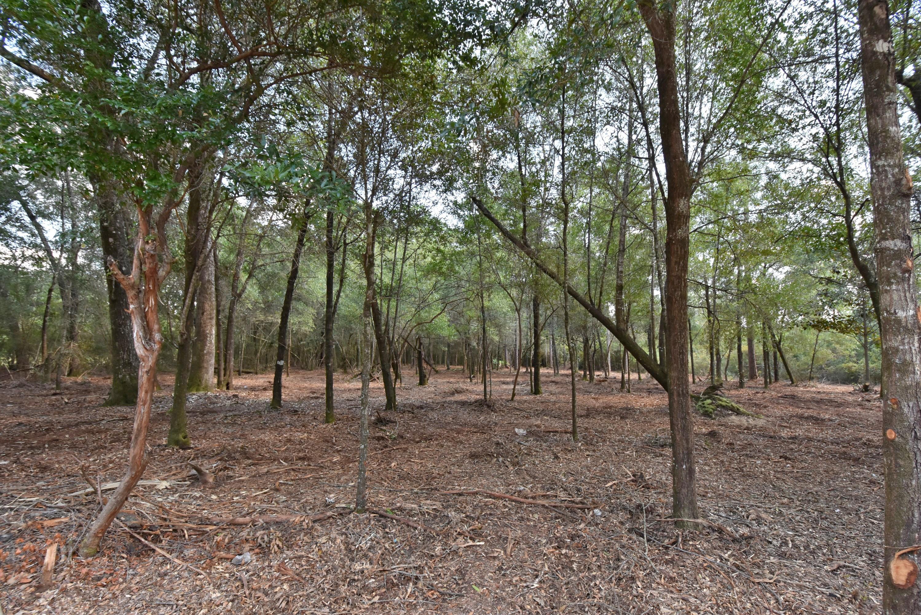 1.31-ac Wilkerson Bluff Road Holt, FL 32564 - Photo 5 of 8 Wilkerson Bluff Road 1 acre 05