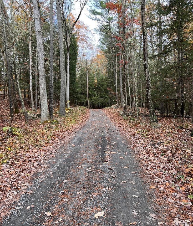 91 Laurie Lane Cairo, NY 12413 - Photo 11 of 15 a view of outdoor space with trees
