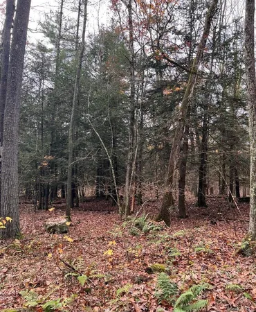 a view of a forest with trees in the background