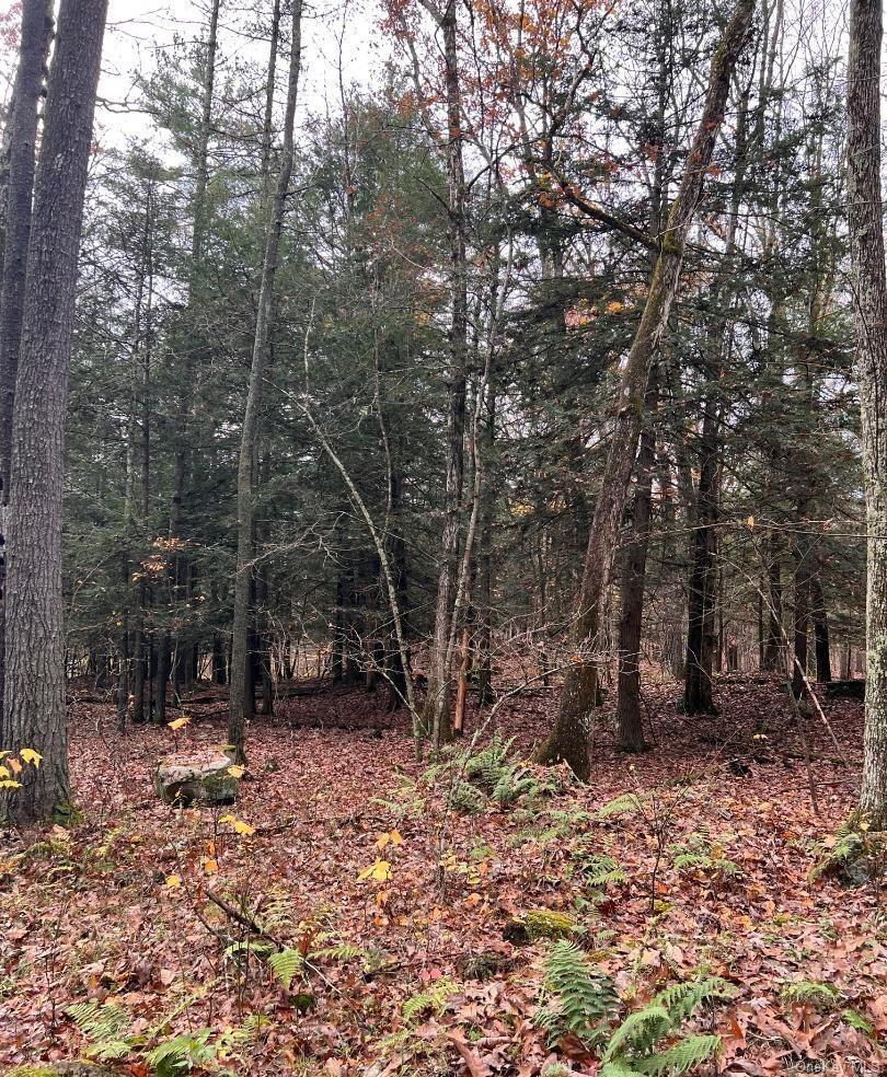 91 Laurie Lane Cairo, NY 12413 - Photo 12 of 15 a view of a forest with trees in the background