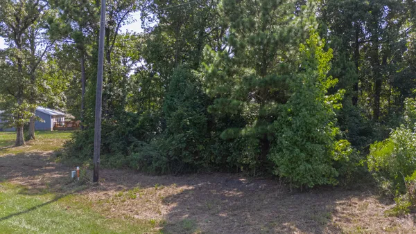 a view of a forest filled with trees