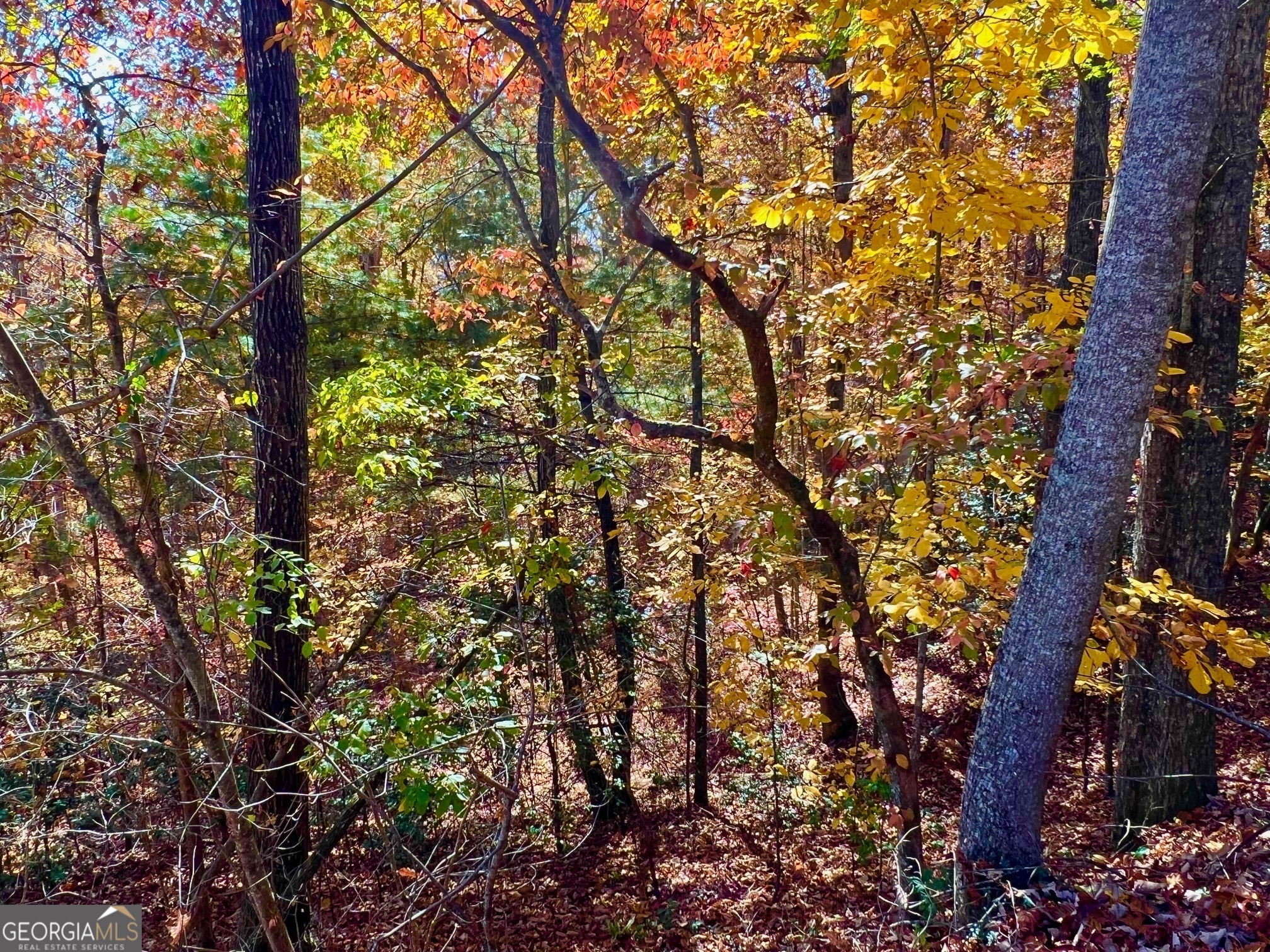 13 Up The Ridge Road Blairsville, GA 30512 - Photo 11 of 11 a picture of tree