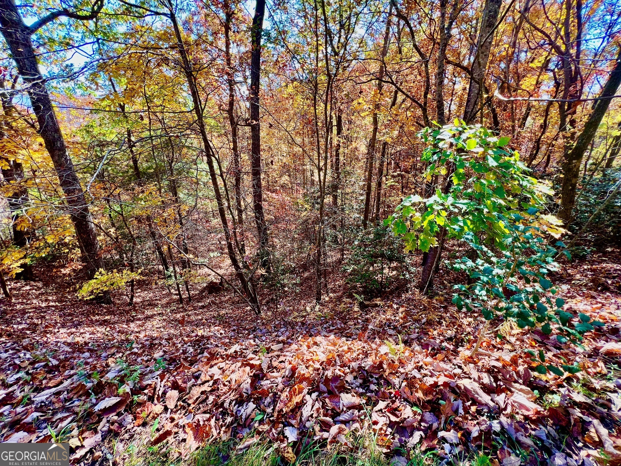 13 Up The Ridge Road Blairsville, GA 30512 - Photo 4 of 11 a backyard of a house with lots of green space