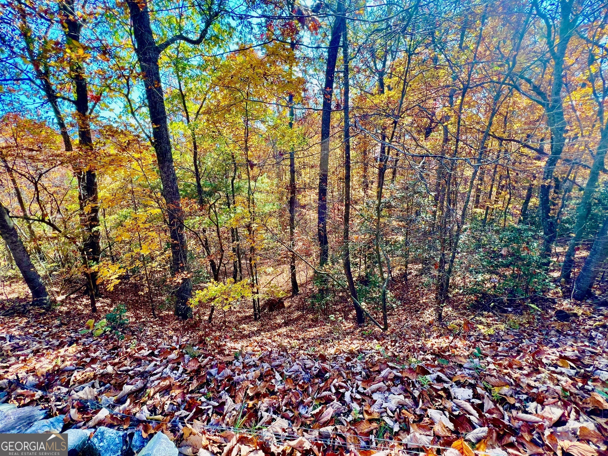13 Up The Ridge Road Blairsville, GA 30512 - Photo 6 of 11 a view of a garden with plants and trees