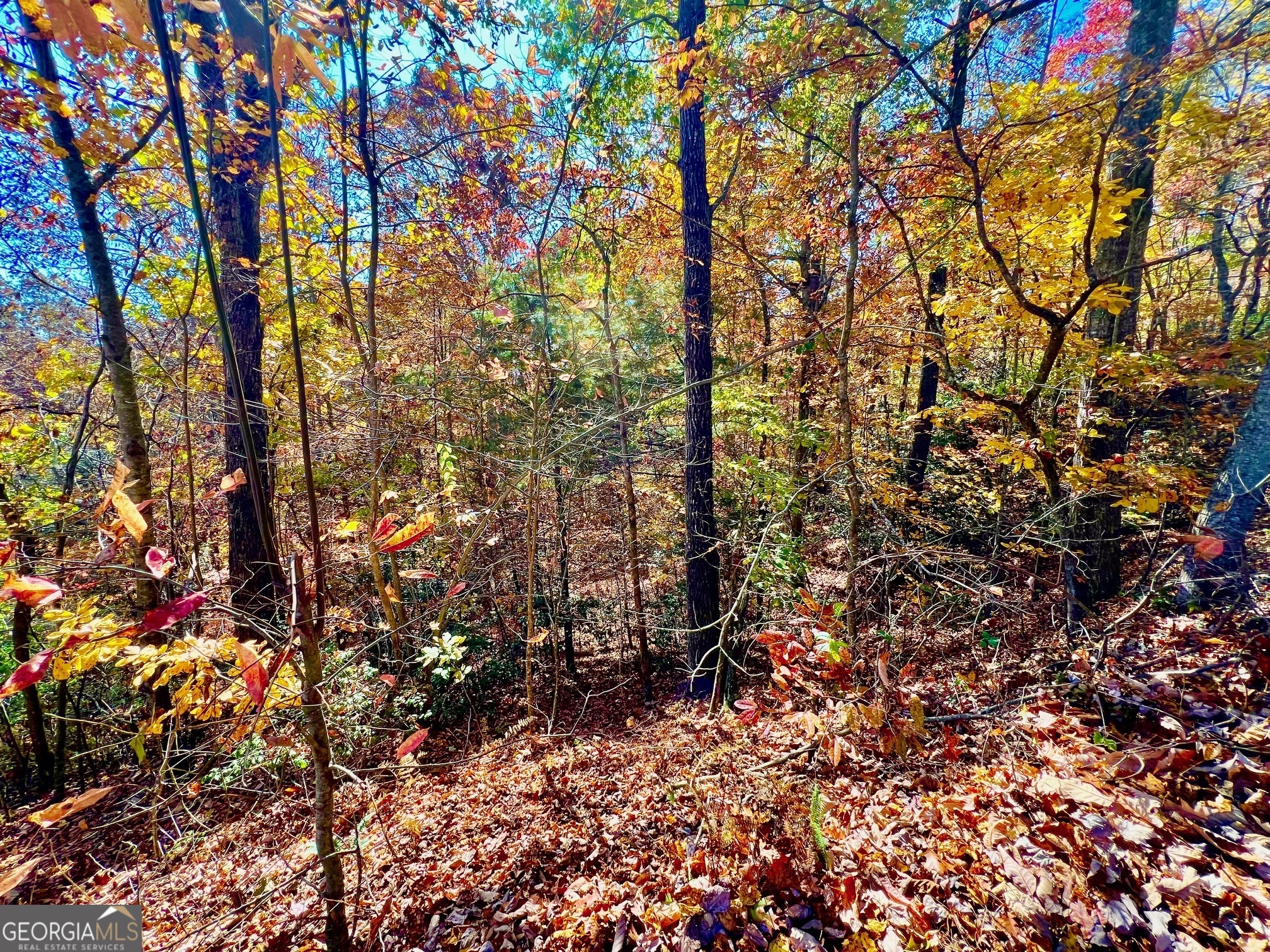 13 Up The Ridge Road Blairsville, GA 30512 - Photo 9 of 11 a picture of tree