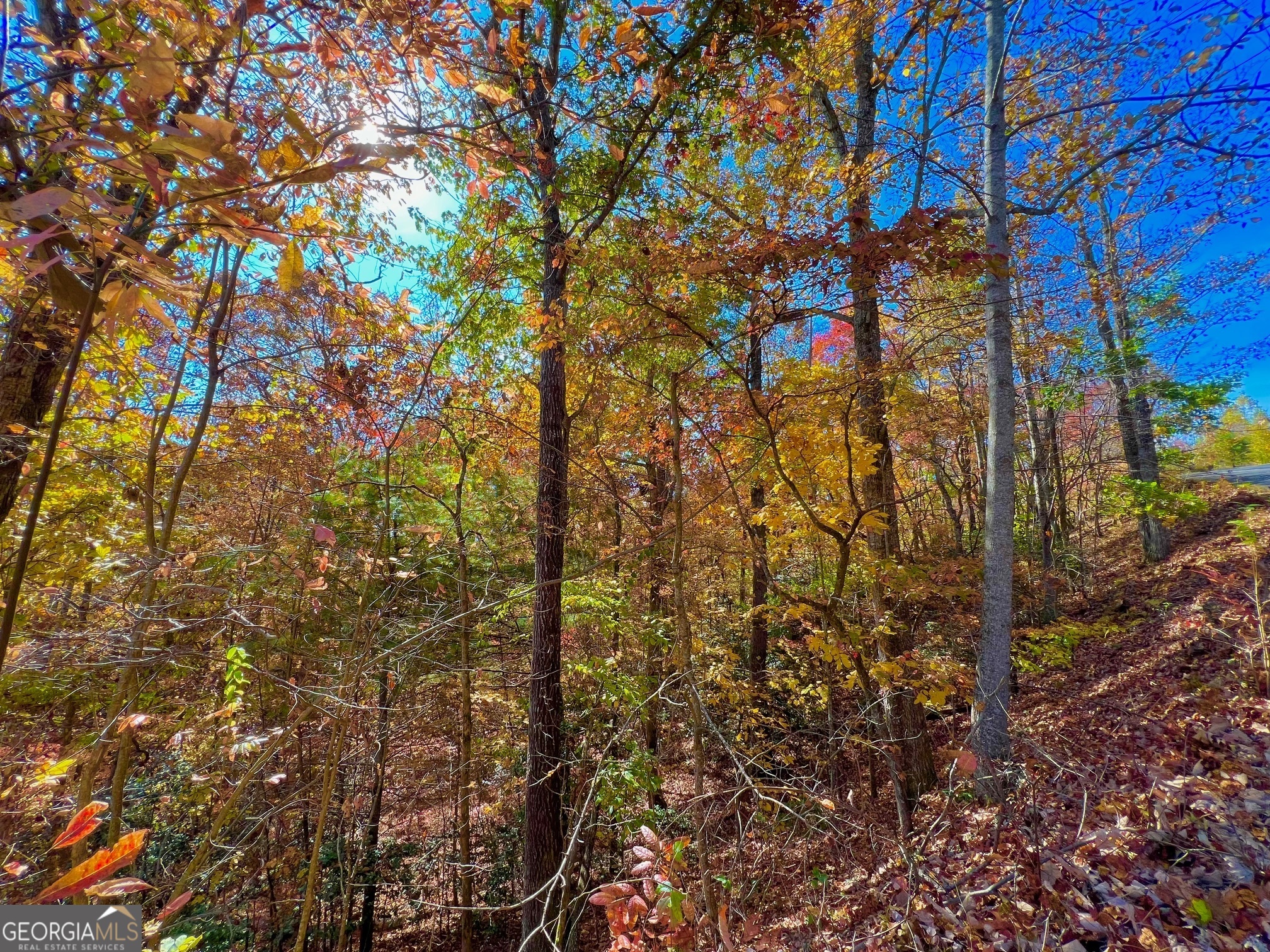 13 Up The Ridge Road Blairsville, GA 30512 - Photo 10 of 11 a view of tree