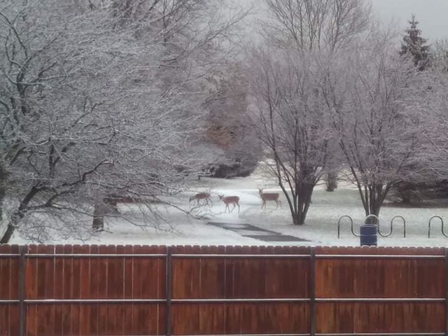 4160 Charleston Road Matteson, IL 60443 - Photo 15 of 15 a view of a wooden fence