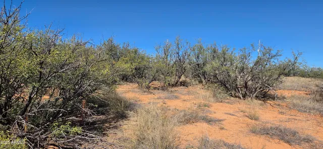 a view of a yard with trees in the background