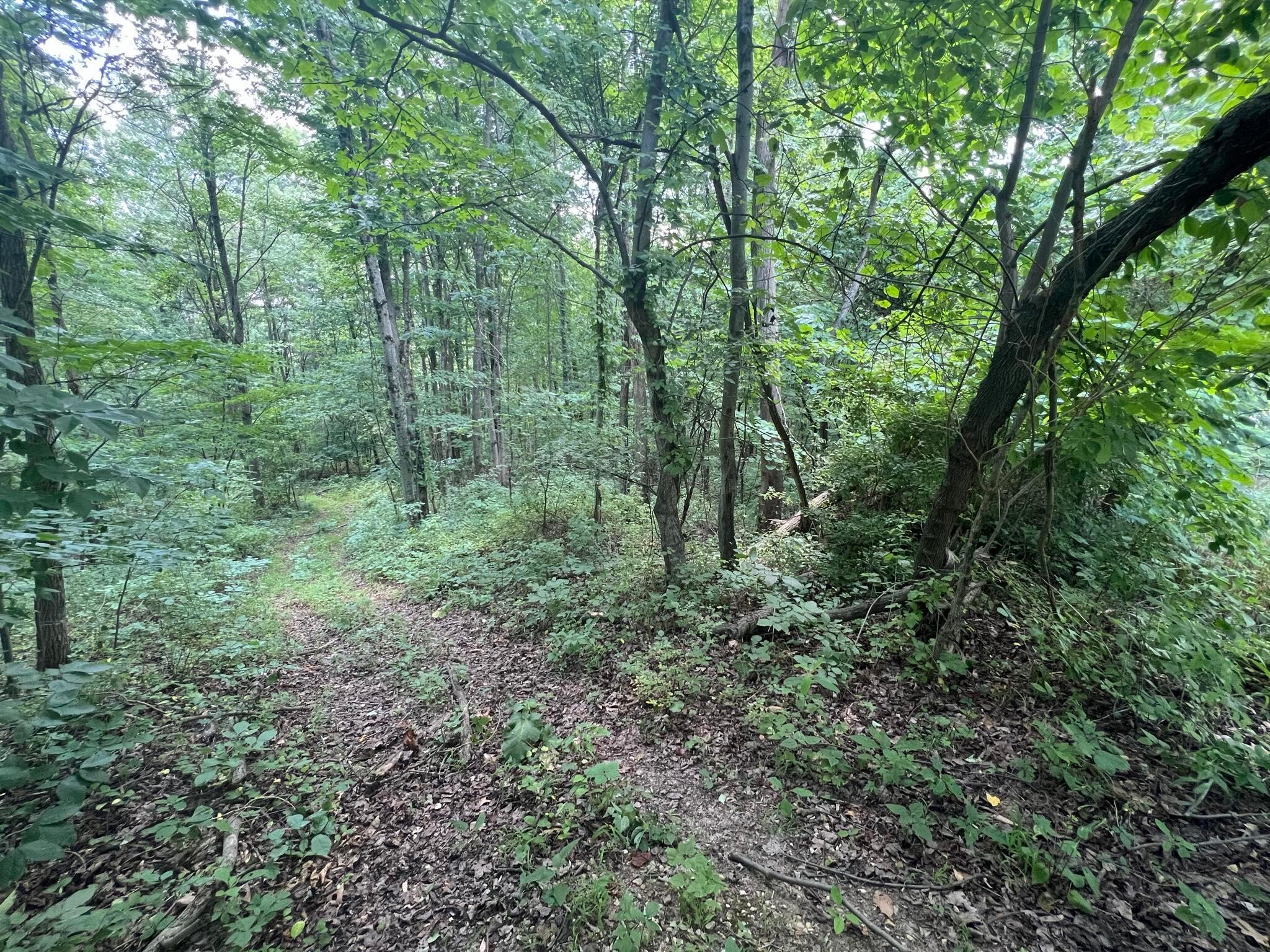 9951 Dozer Ridge Road Blue Rock, OH 43720 - Photo 12 of 14 Woods - 9951 Dozer Ridge Road, Blue Rock, OH 43720