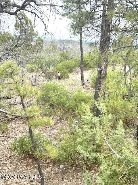 0 Fieldy Road Show Low, AZ 85901 - Photo 3 of 14 IMG_2282