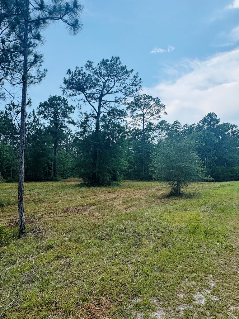 173 Skipper Road Carrabelle, FL 32322 - Photo 3 of 10