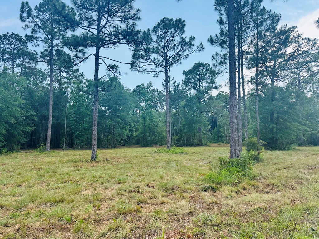 173 Skipper Road Carrabelle, FL 32322 - Photo 8 of 10
