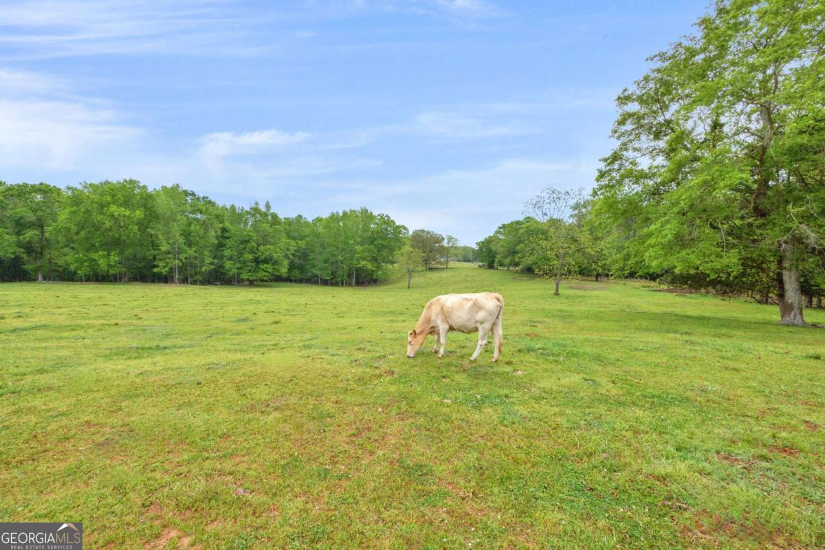2450 Chestnut Grove Road, Unit 2 Shiloh, GA 31826 - Photo 7 of 59 a view of a grassy area with an trees