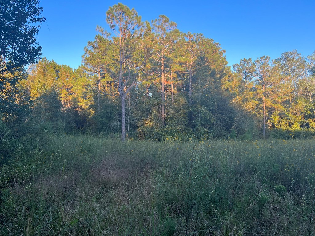 4151 Cotton Box Road Slocomb, AL 36375 - Photo 5 of 17
