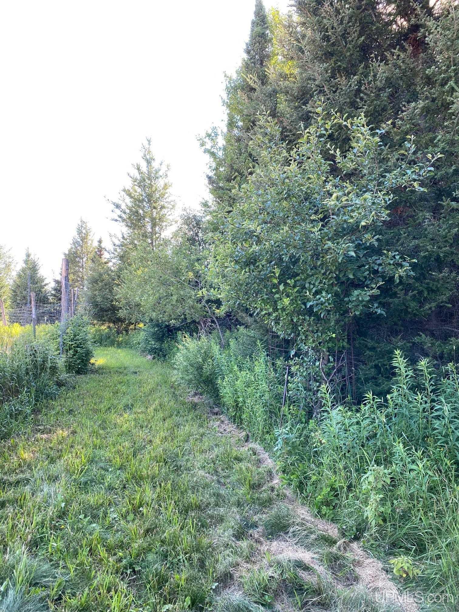 Tbd Barry Road Iron River, MI 49935 - Photo 8 of 40 Gallery Image 8