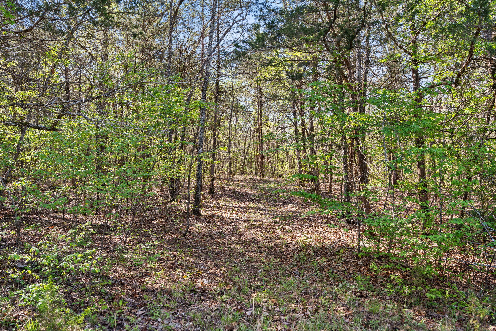 Tbd Everest Road Galena, MO 65656 - Photo 5 of 27 Tbd-Everest-Rd-Acreage-Build-Site-Nature