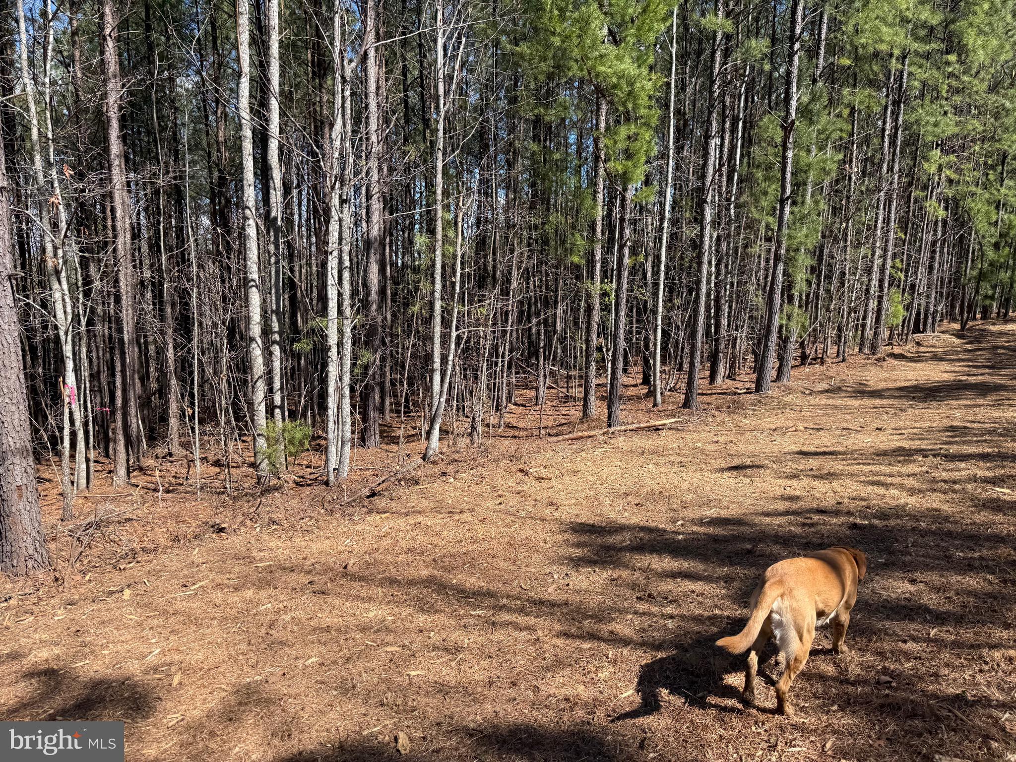 Lot C Mountain Cut Road Appomattox, VA 24522 - Photo 15 of 25 a view of a backyard with trees