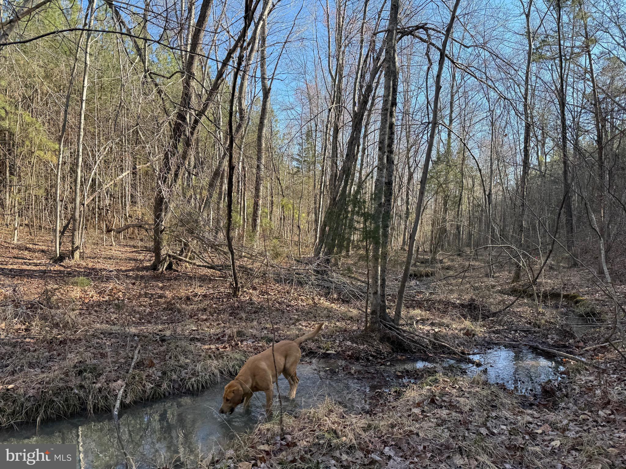 Lot C Mountain Cut Road Appomattox, VA 24522 - Photo 20 of 25 a view of outdoor space with lots of trees