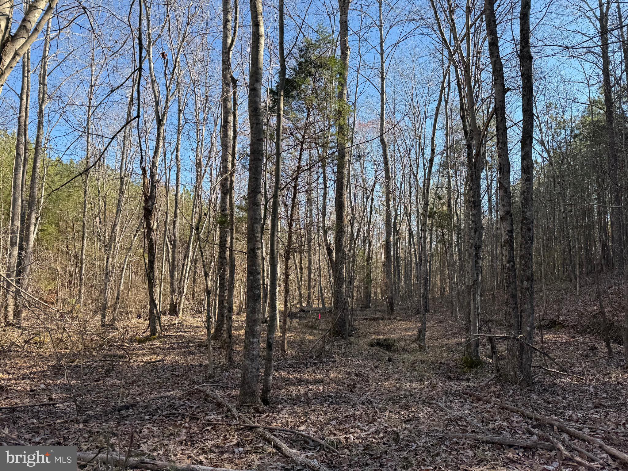 Lot C Mountain Cut Road Appomattox, VA 24522 - Photo 22 of 25 a view of a backyard