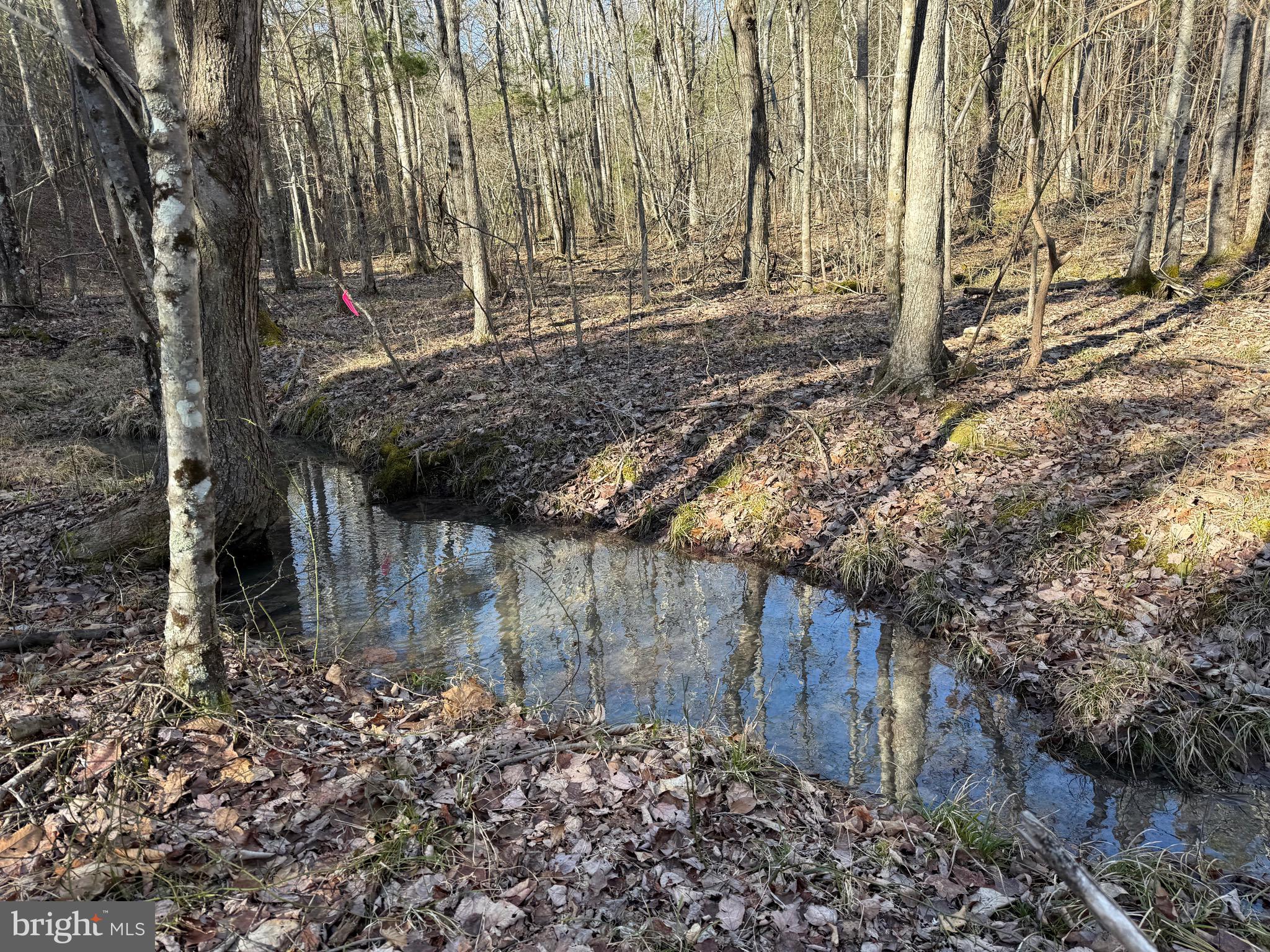 Lot C Mountain Cut Road Appomattox, VA 24522 - Photo 25 of 25 a view of backyard with tree