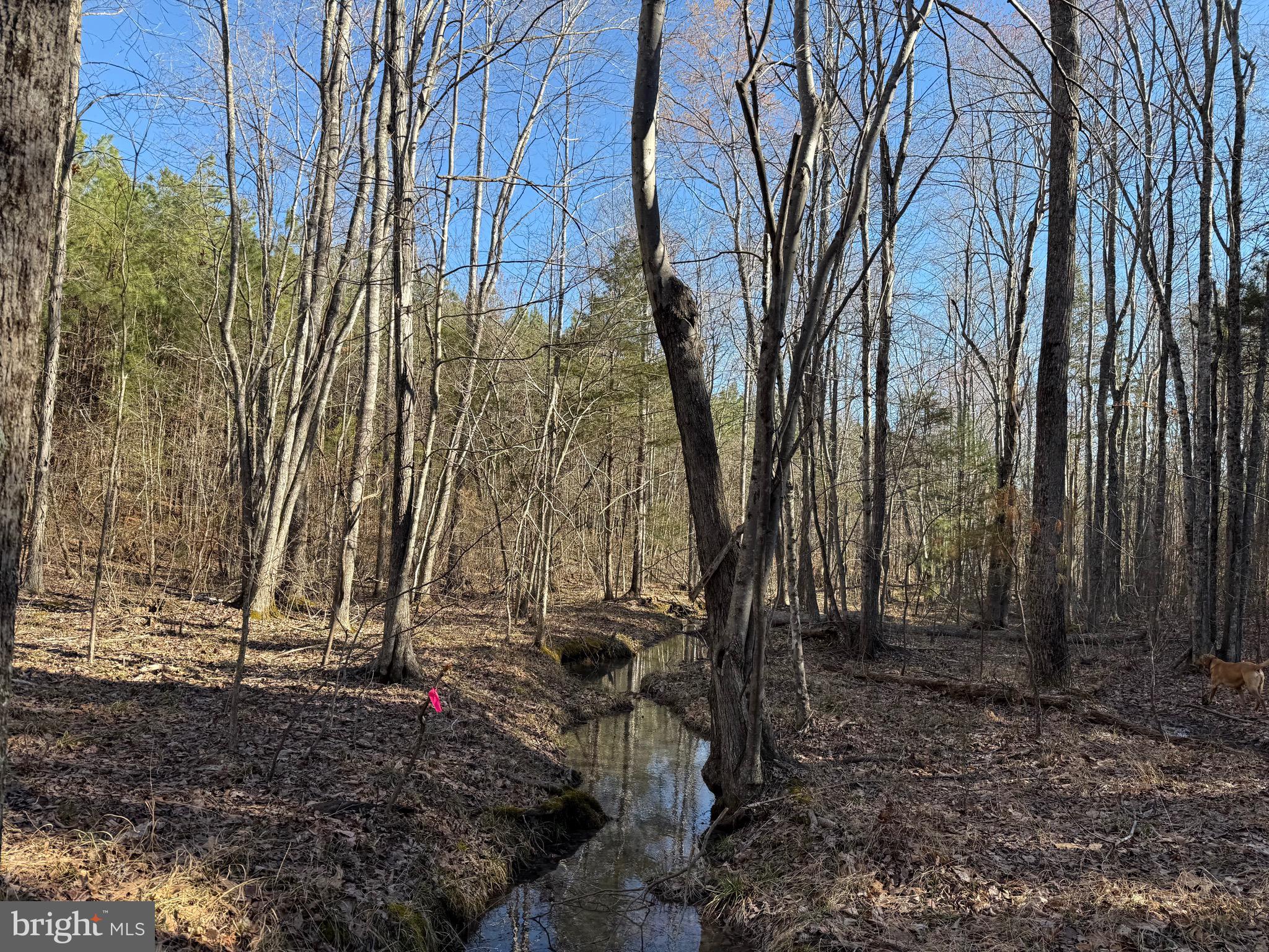 Lot C Mountain Cut Road Appomattox, VA 24522 - Photo 4 of 25 a backyard of a house with lots of green space