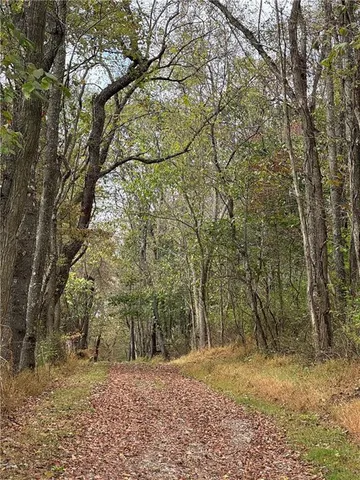 a big tree with lots of trees