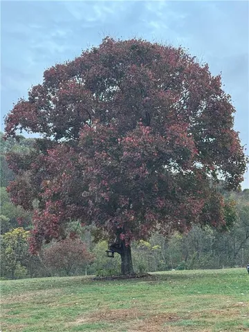a view of a field with large trees