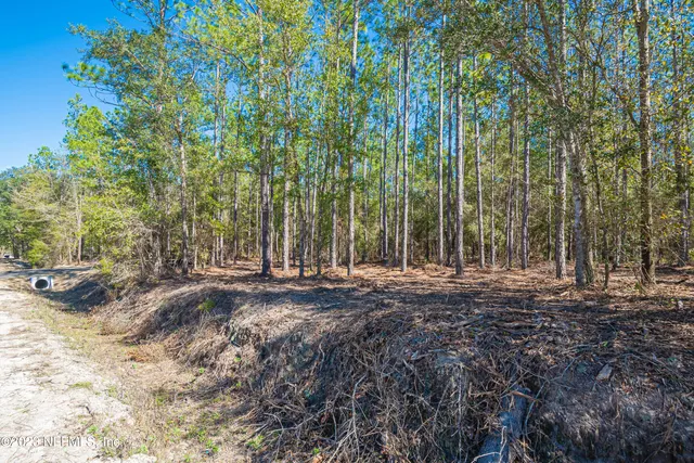 a view of a backyard with trees