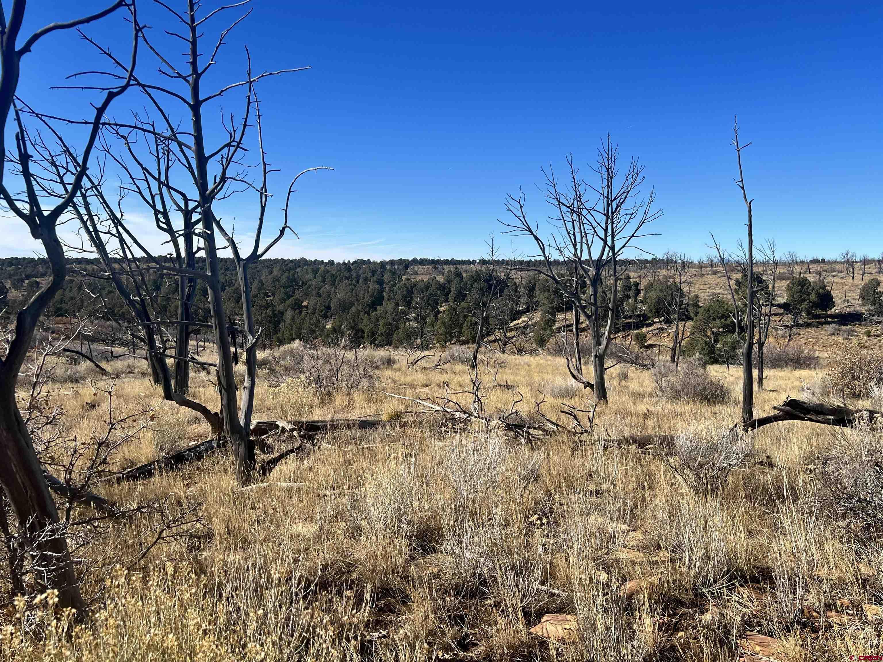 0 Akati Gulch Road, Unit MAJESTIC ELK RANCH 960 Hesperus, CO 81326 - Photo 21 of 29