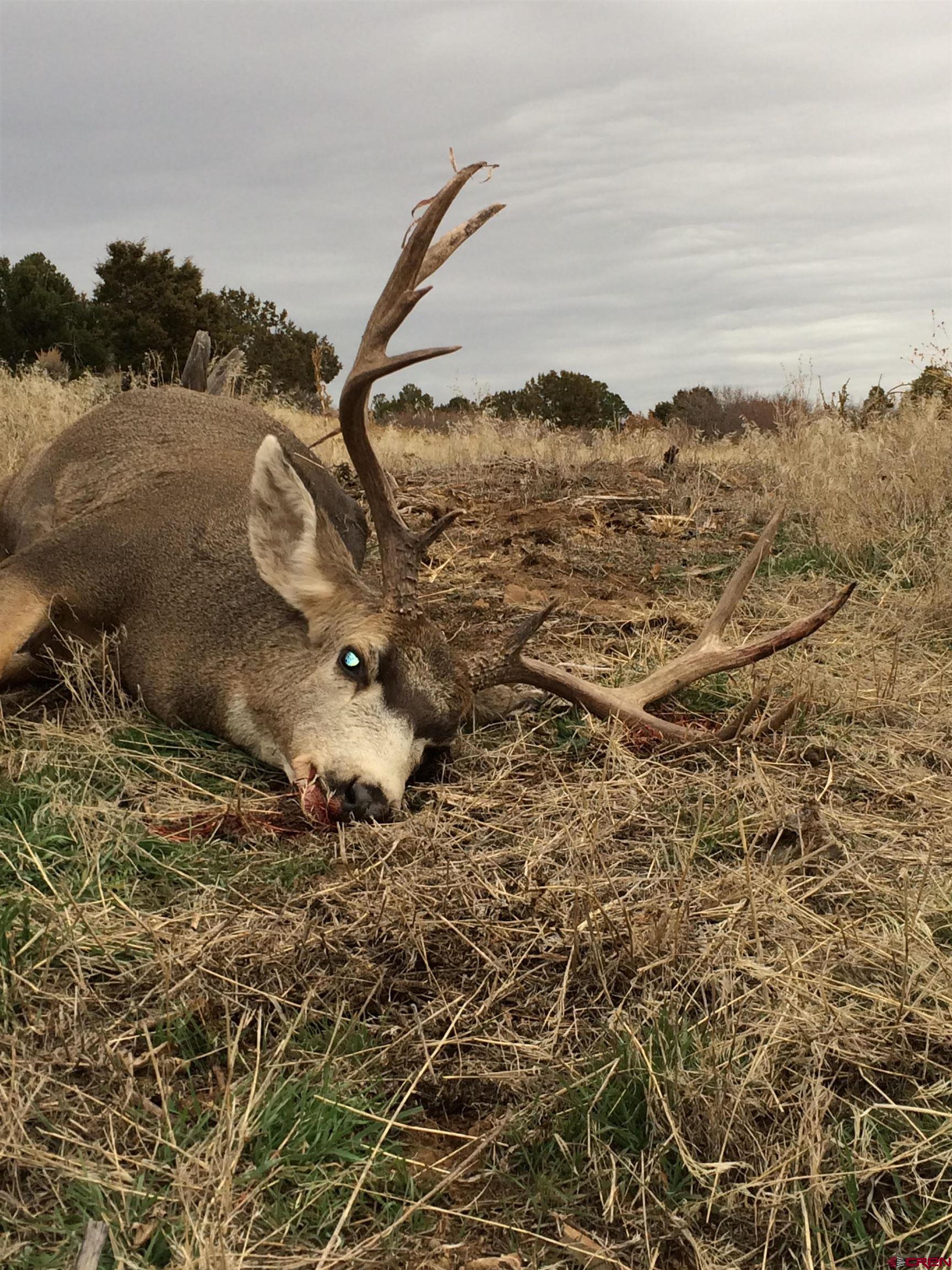 0 Akati Gulch Road, Unit MAJESTIC ELK RANCH 960 Hesperus, CO 81326 - Photo 6 of 29