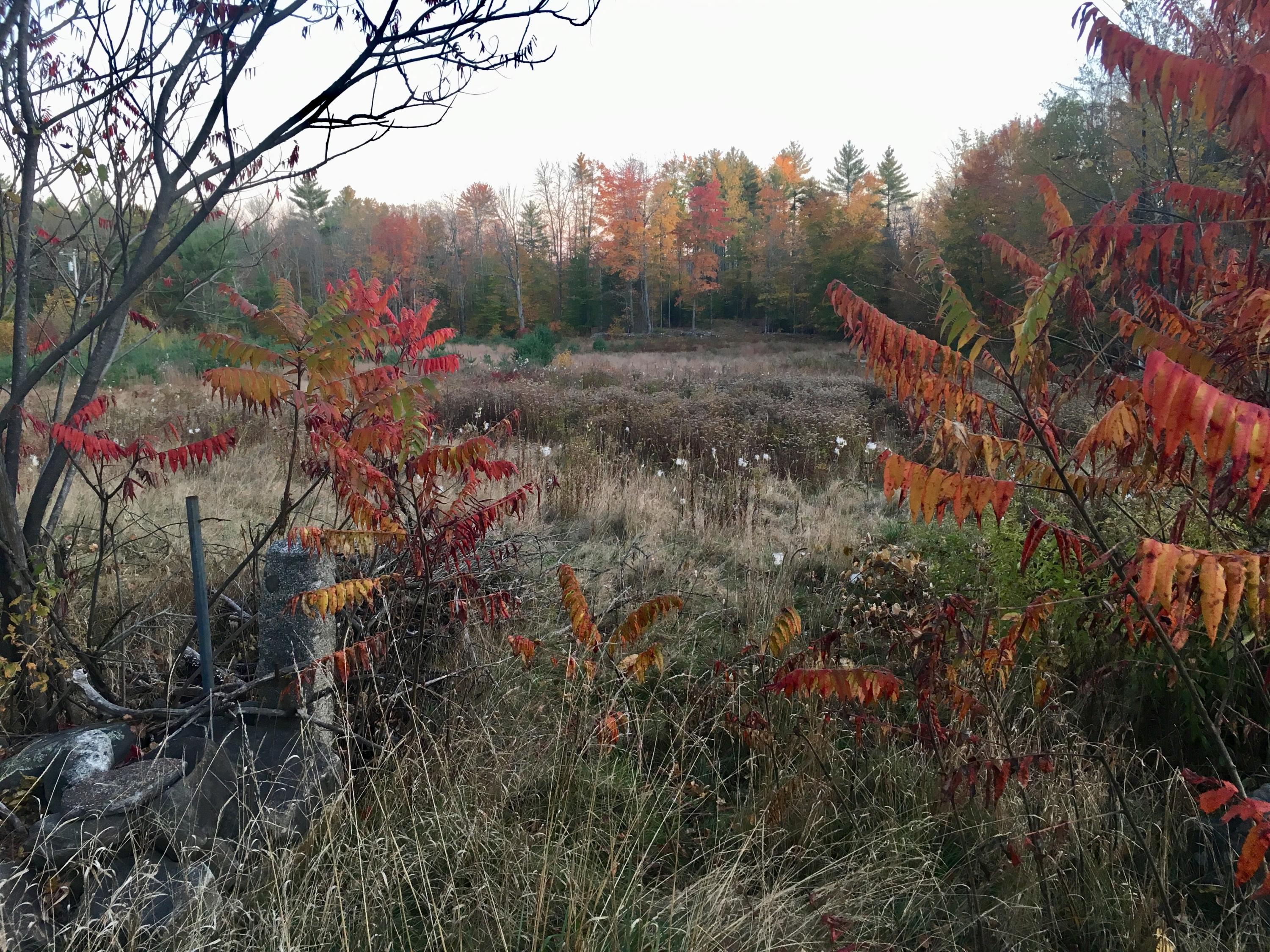 47-acres New Dam Road Limerick, ME 04048 - Photo 4 of 22 A1EA3F7A-D06E-4AF0-988A-CD07608644D3