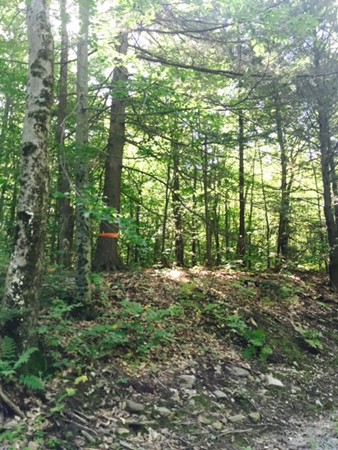 Lot 3 Orange Road Northfield, MA 01360 - Photo 4 of 7 Gallery Image 4