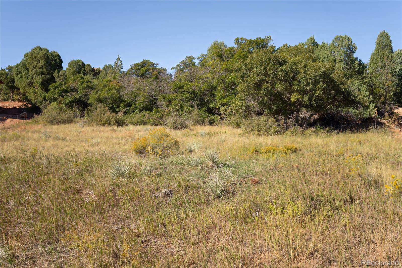 7911 Raphael Lane Littleton, CO 80125 - Photo 4 of 15 a view of a yard