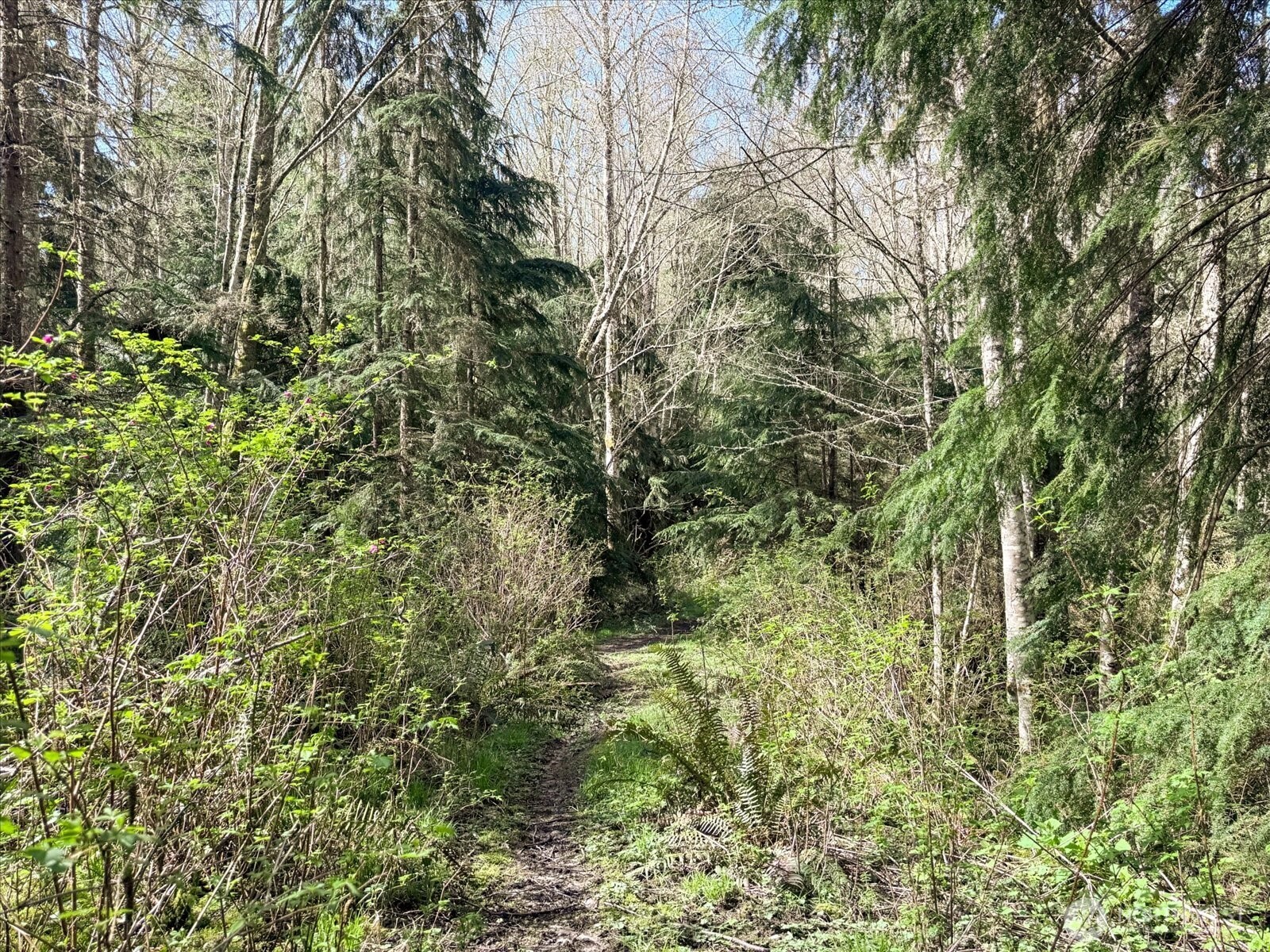 0 Forest View Lane Greenbank, WA 98253 - Photo 2 of 10