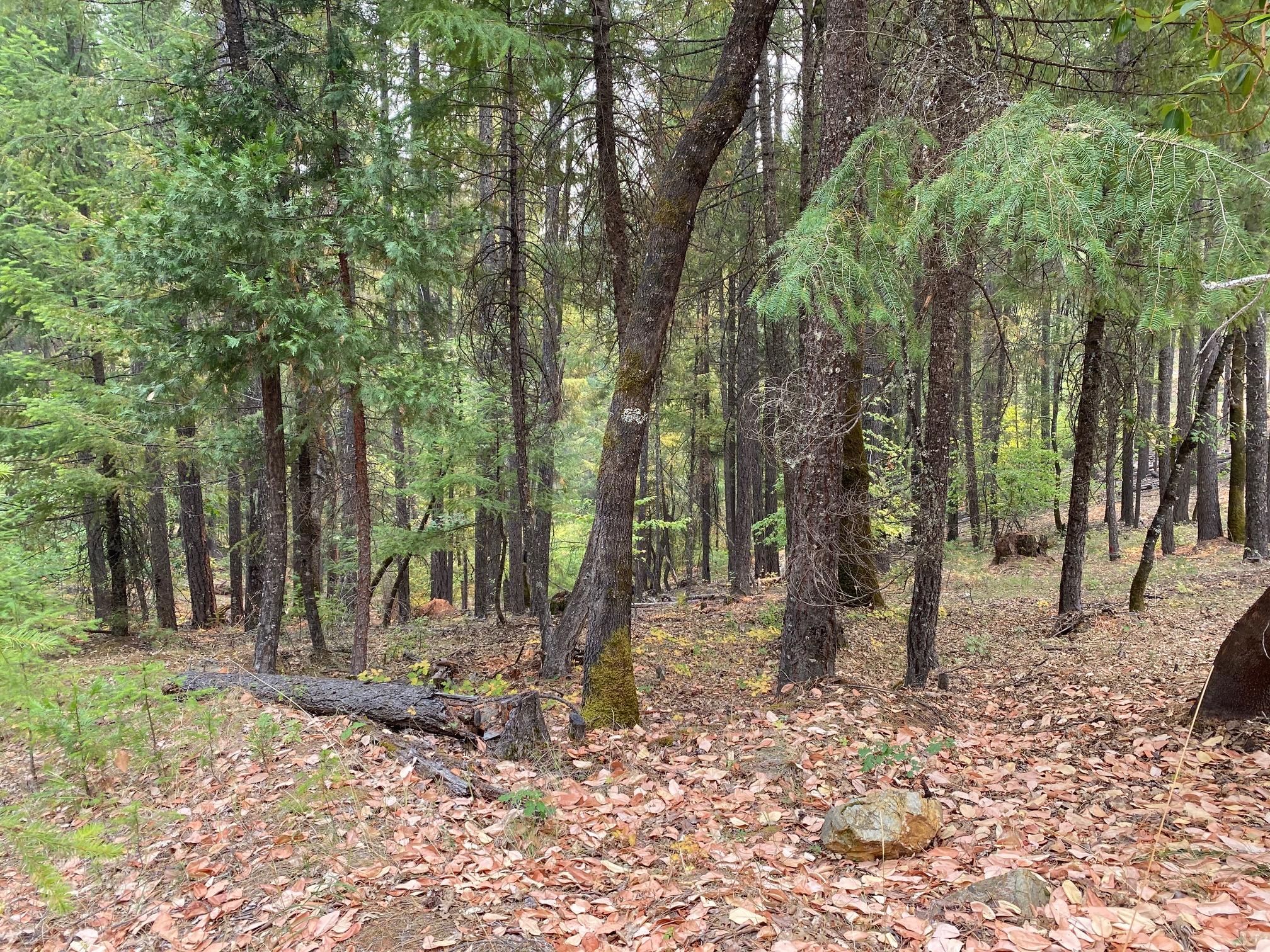 567 Ridgeville Road Trinity Center, CA 96091 - Photo 23 of 28 IMG_2555