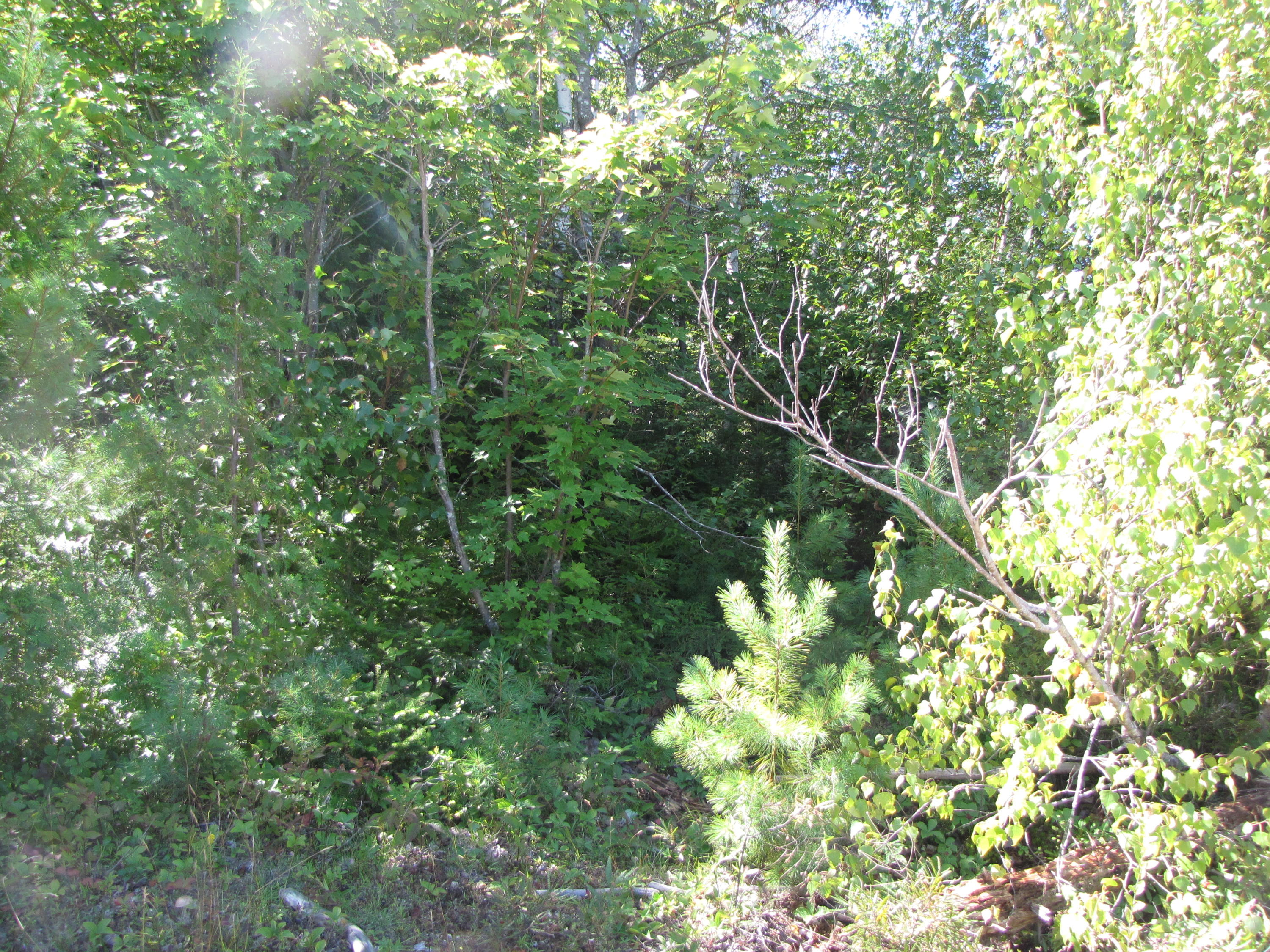 03 Plan Cherryfield, ME 04622 - Photo 16 of 36 IMG_0442