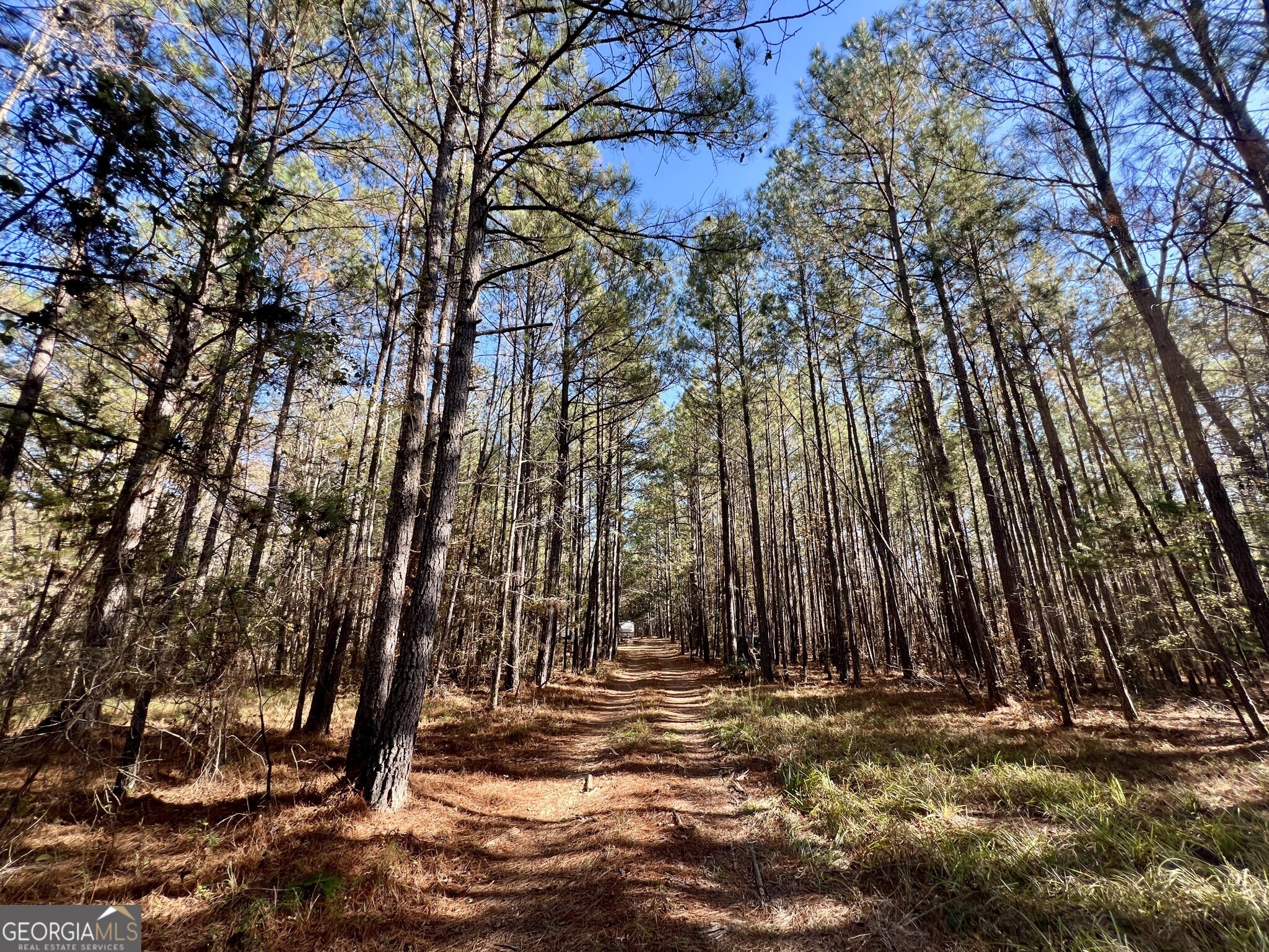 0 St Mary's Road Crawfordville, GA 30631 - Photo 1 of 1 a view of a backyard with large trees