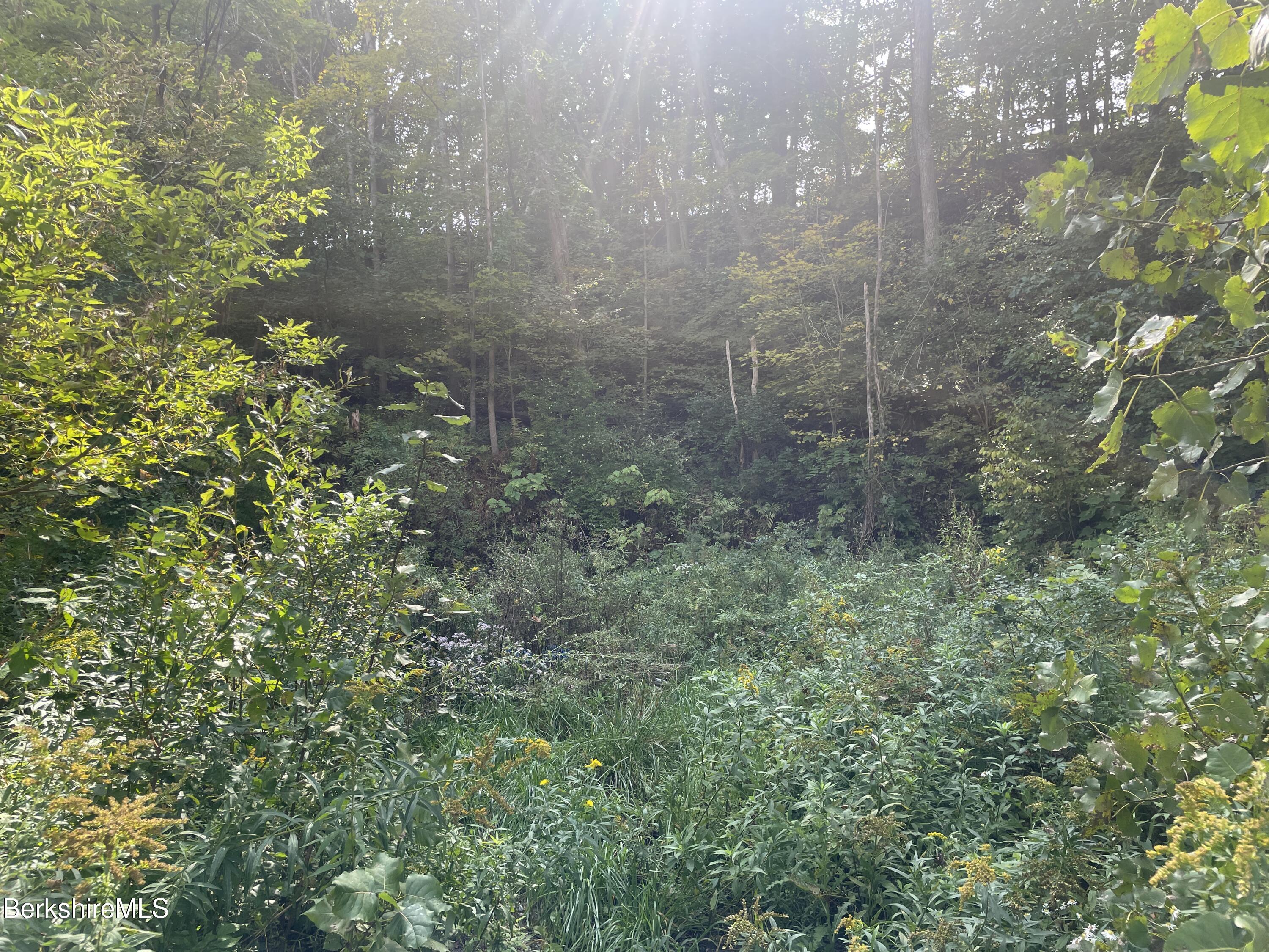 0 Beaver Street North Adams, MA 01247 - Photo 2 of 3 a close up of a plant in a garden