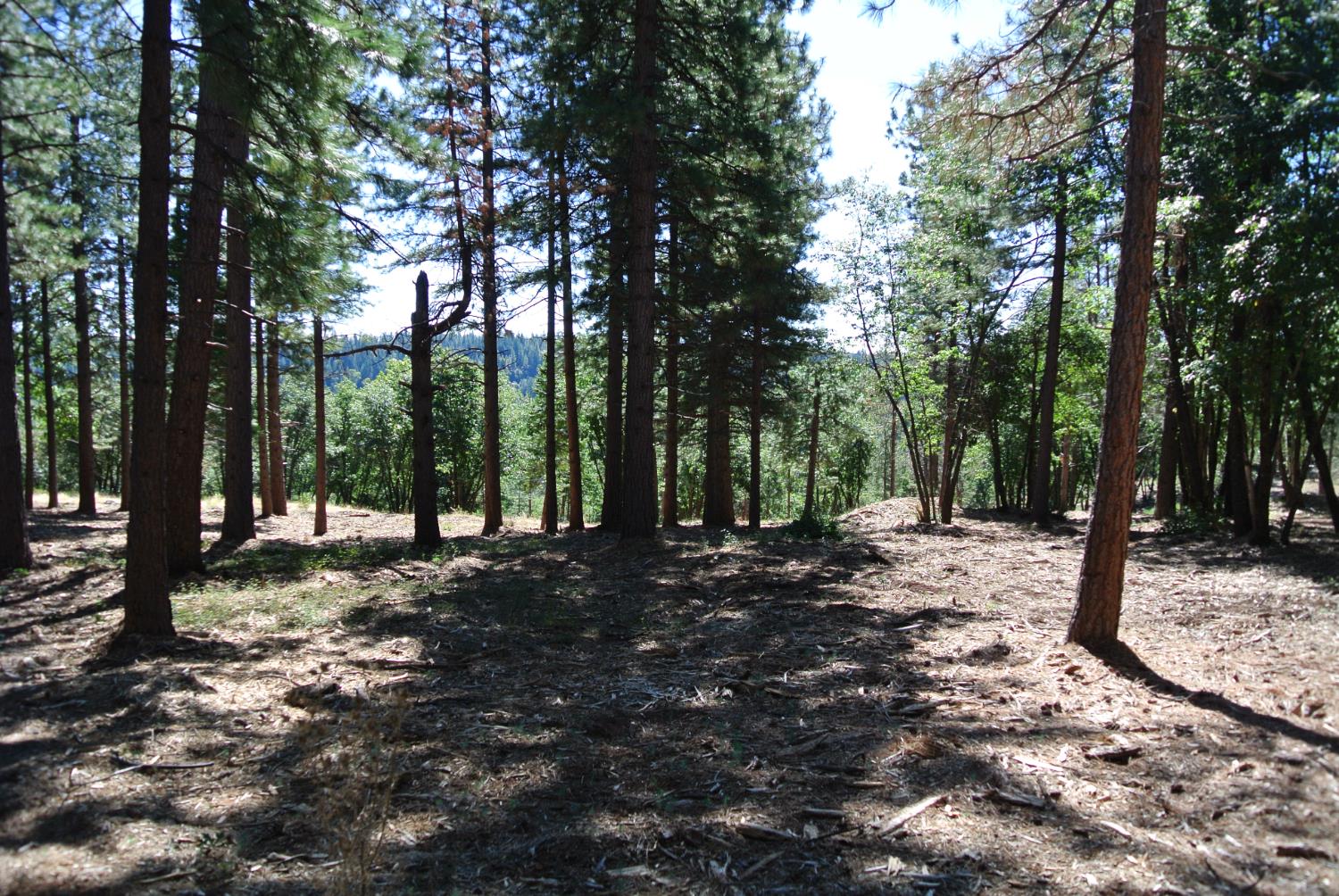 a view of a tree in the middle of a yard