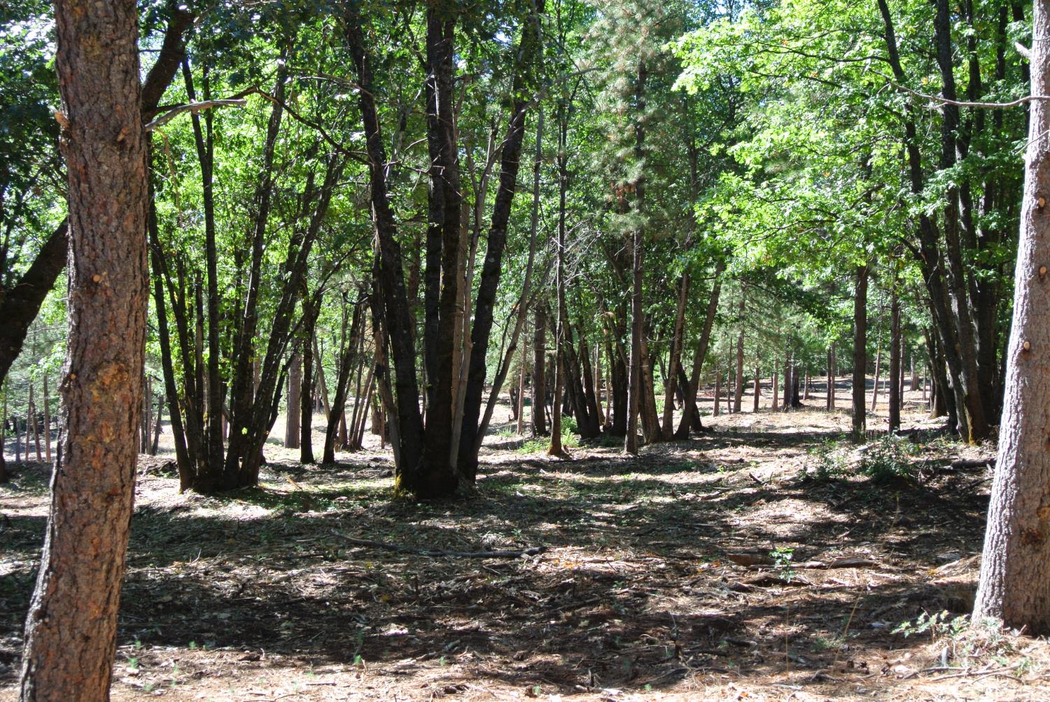 29 Ridge View Road Foresthill, CA 95631 - Photo 14 of 33