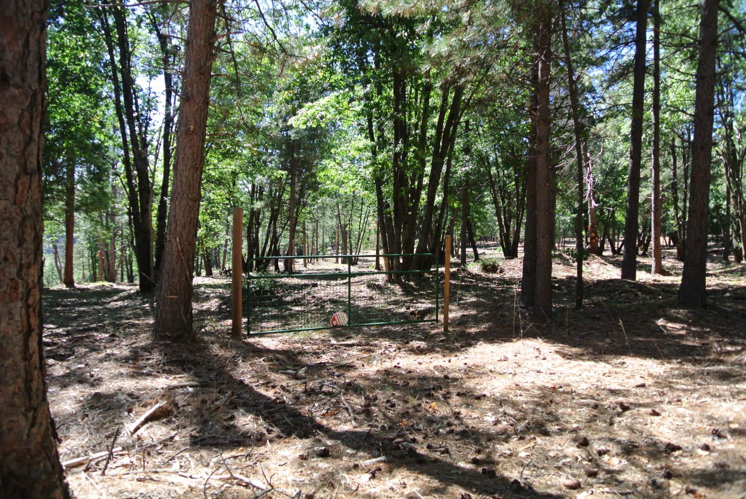 29 Ridge View Road Foresthill, CA 95631 - Photo 18 of 33 a view of a tree in the middle of a yard