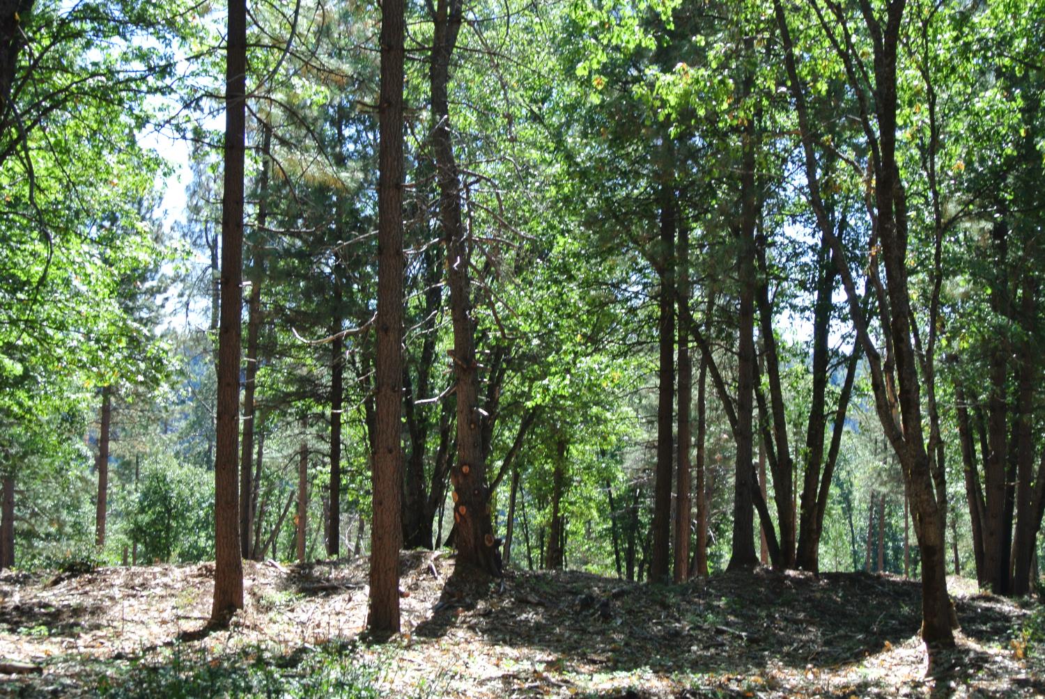 29 Ridge View Road Foresthill, CA 95631 - Photo 22 of 33