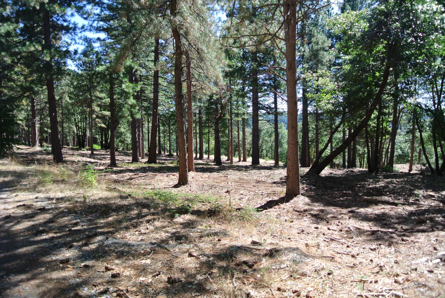 29 Ridge View Road Foresthill, CA 95631 - Photo 3 of 33