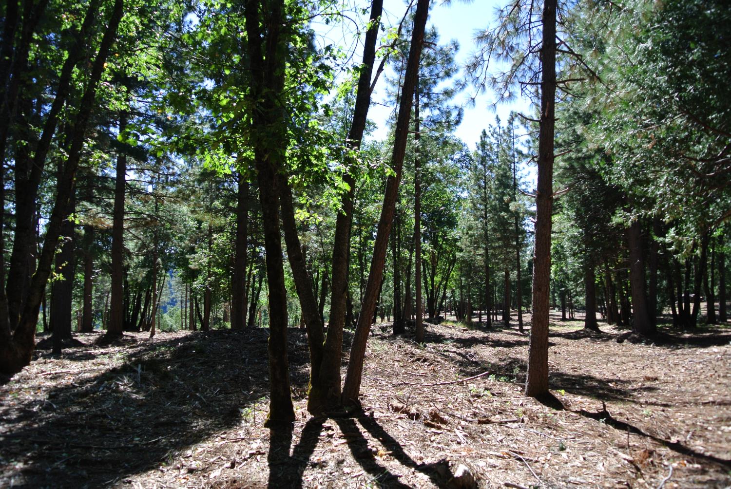 29 Ridge View Road Foresthill, CA 95631 - Photo 4 of 33 a view of outdoor space with lots of trees