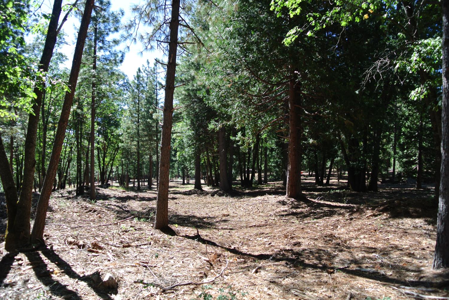 29 Ridge View Road Foresthill, CA 95631 - Photo 9 of 33 a view of outdoor space with trees