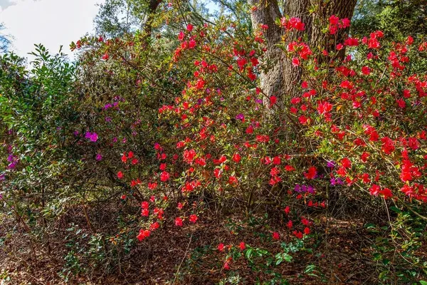 $300,000 | 103 Northeast Suwannee River Drive, Mayo, FL 32066