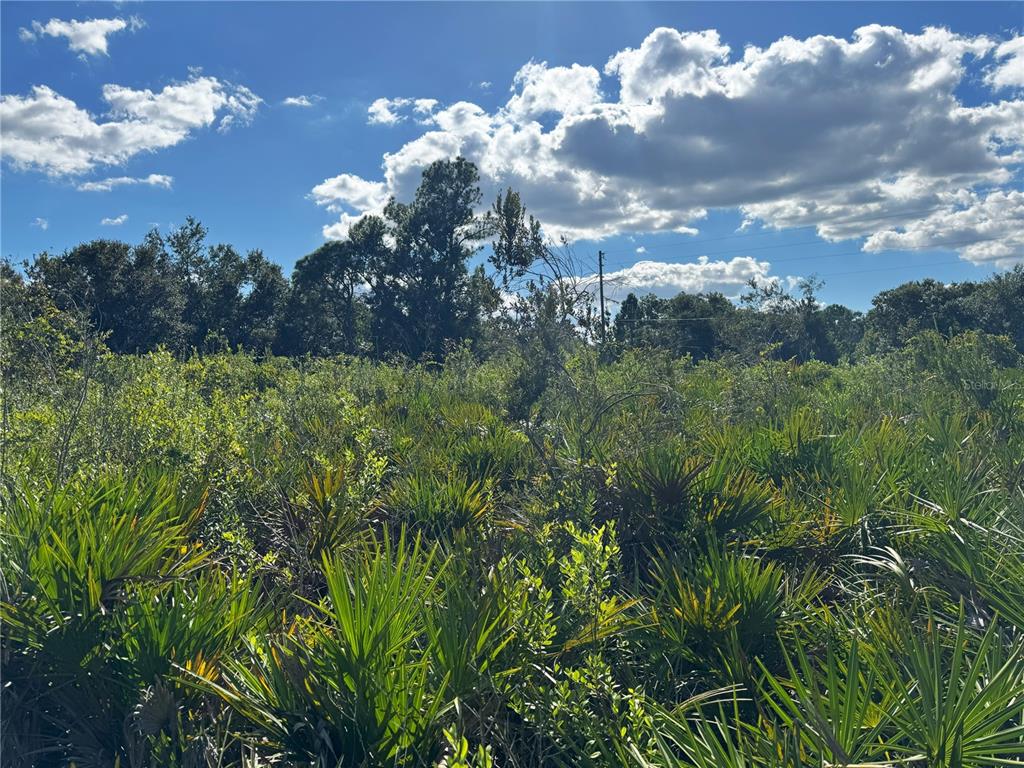 0 Alturas Babson Park Cut-Off Road Lake Wales, FL 33859 - Photo 11 of 22 a view of a bunch of trees