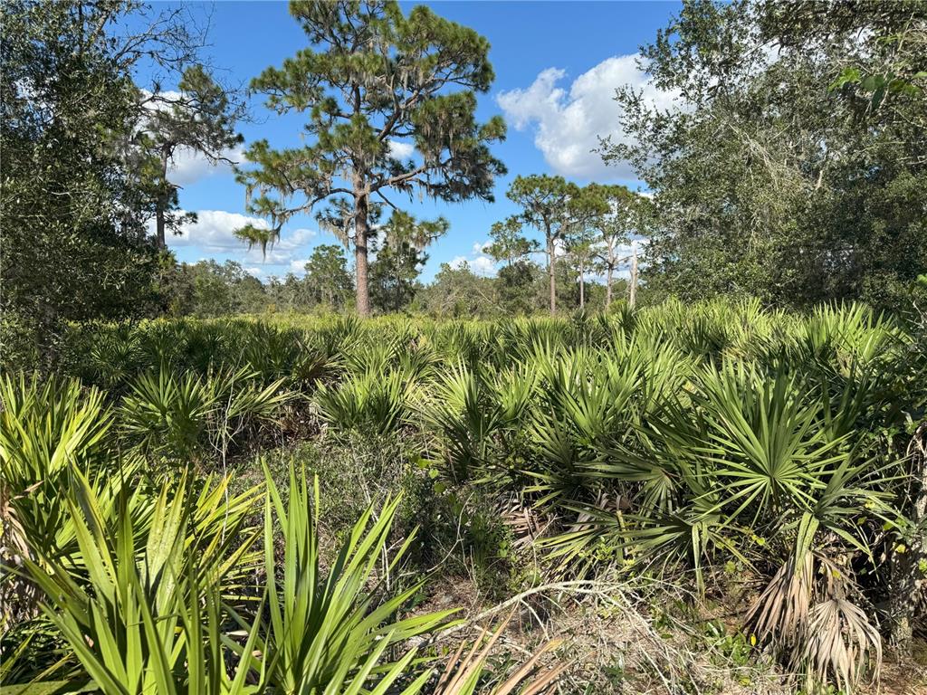0 Alturas Babson Park Cut-Off Road Lake Wales, FL 33859 - Photo 12 of 22