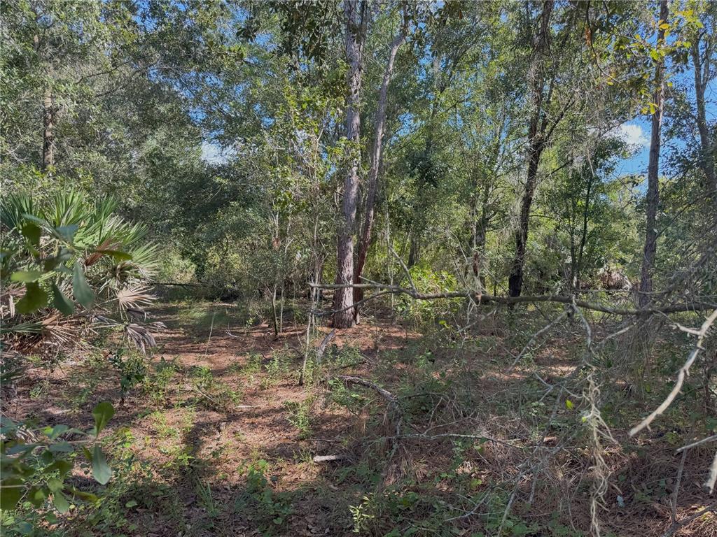 0 Alturas Babson Park Cut-Off Road Lake Wales, FL 33859 - Photo 13 of 22 a view of a forest with trees in the background